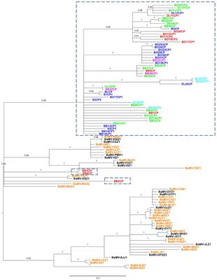 Phylogeography and Coevolution of Bamboo Mosaic Virus and Its Associated Satellite RNA